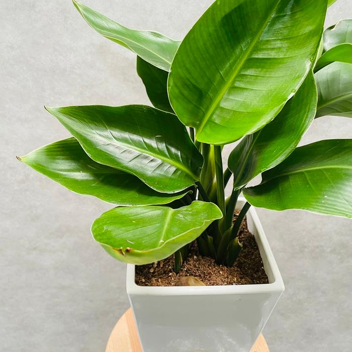 観葉植物 ストレリチア オーガスタ 天国の白い鳥 6号鉢苗 スクエア鉢