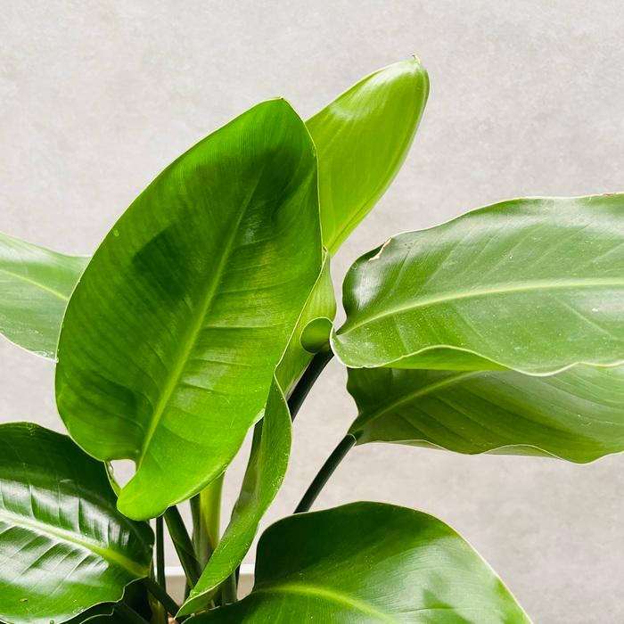 観葉植物　ストレッチア　引き取り希望　2m ストレリチア レギネ（大） ※直接引き取りの方のみ