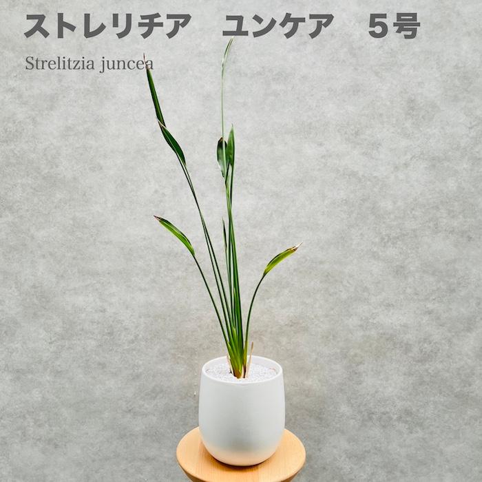 観葉植物 ストレリチア ユンケア ノンリーフ 園芸ネット本店｜ストレリチア：ユンケア（ノンリーフ) 10.5cmロング