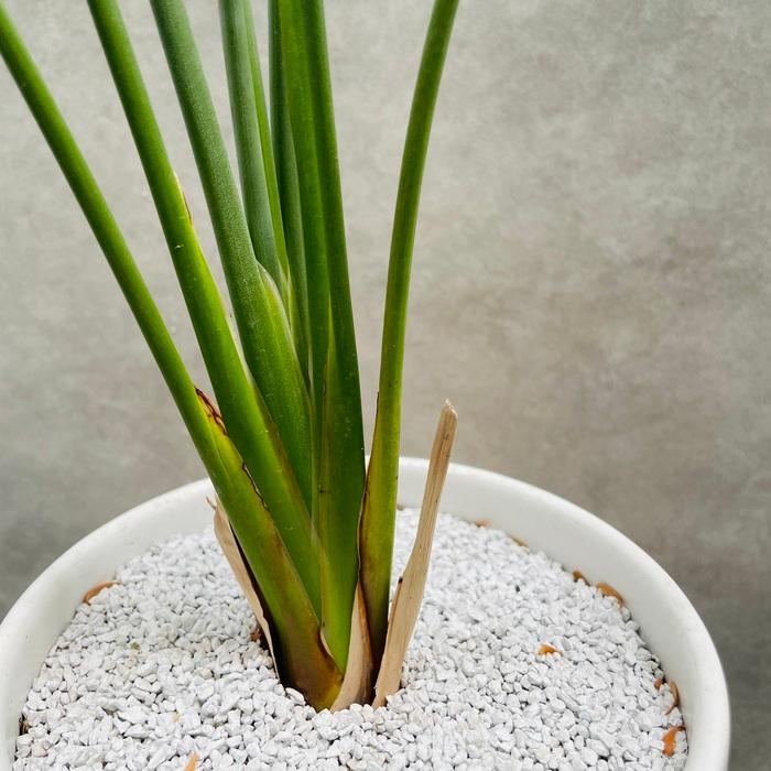 現品 観葉植物 ストレリチア ユンケア ノンリーフ 5号鉢 鉢底から80cm