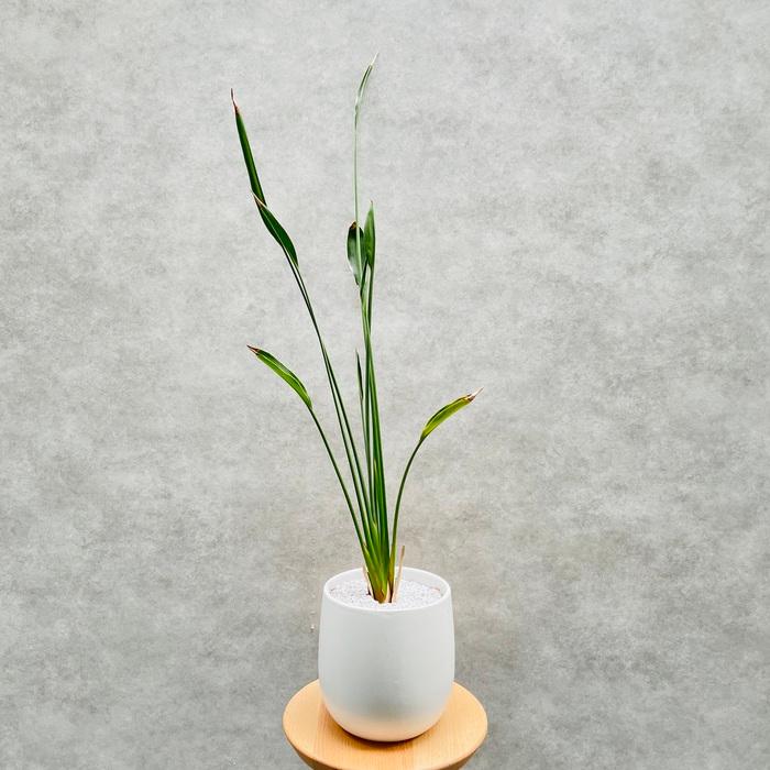 現品 観葉植物 ストレリチア ユンケア ノンリーフ 5号鉢 鉢底から80cm