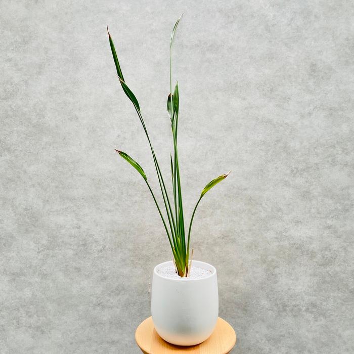 ストレリチア ユンケア ノンリーフ 大株 7号鉢