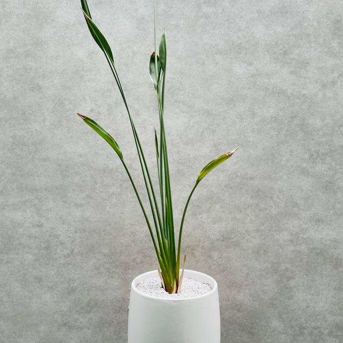 現品 観葉植物 ストレリチア ユンケア ノンリーフ 5号鉢 鉢底から80cm