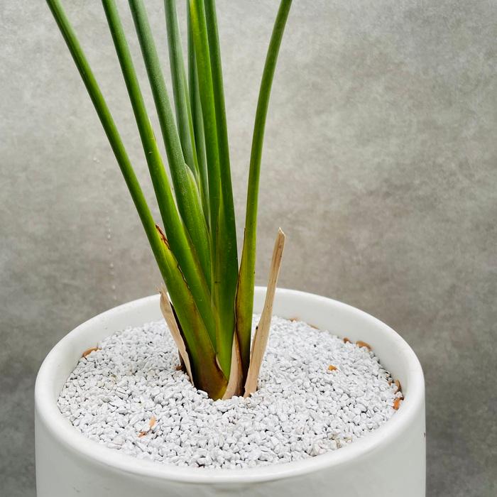 現品】ストレチア・ノンリーフ(ストレリチア・ユンケア）9号鉢 TR番