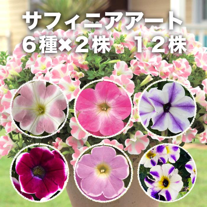 ひろちゃん様専用 サフィニア 吊り鉢 7号 6鉢 特別価格