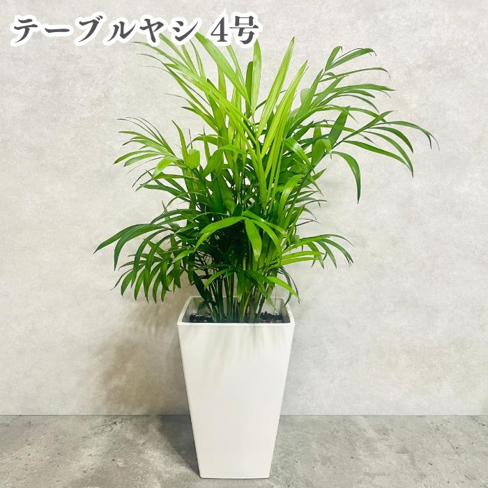観葉植物 テーブルヤシ 4号鉢 おしゃれな室内インテリア チャメドレア 結婚祝い 新築祝い 部屋 リビング 玄関 ベランダ | 