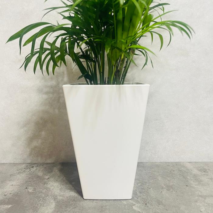観葉植物 テーブルヤシ 4号鉢 おしゃれな室内インテリア チャメドレア 結婚祝い 新築祝い 部屋 リビング 玄関 ベランダ |  | 02