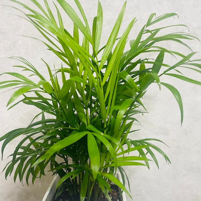 観葉植物 テーブルヤシ 4号鉢 おしゃれな室内インテリア チャメドレア 結婚祝い 新築祝い 部屋 リビング 玄関 ベランダ |  | 03