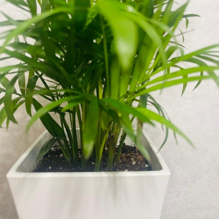 観葉植物 テーブルヤシ 4号鉢 おしゃれな室内インテリア チャメドレア 結婚祝い 新築祝い 部屋 リビング 玄関 ベランダ |  | 04