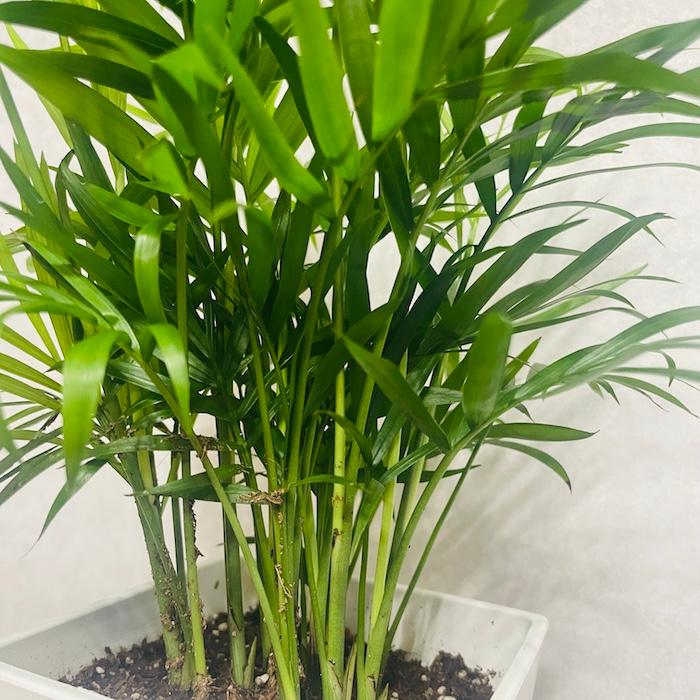 観葉植物 テーブルヤシ 4号鉢 おしゃれな室内インテリア チャメドレア 結婚祝い 新築祝い 部屋 リビング 玄関 ベランダ |  | 05