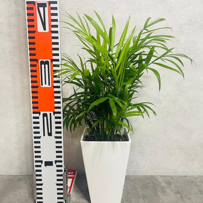 観葉植物 テーブルヤシ 4号鉢 おしゃれな室内インテリア チャメドレア 結婚祝い 新築祝い 部屋 リビング 玄関 ベランダ |  | 06