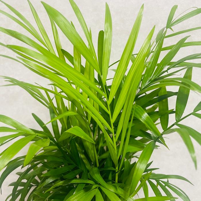 観葉植物 テーブルヤシ 4号鉢 おしゃれな室内インテリア チャメドレア 結婚祝い 新築祝い 部屋 リビング 玄関 ベランダ |  | 07