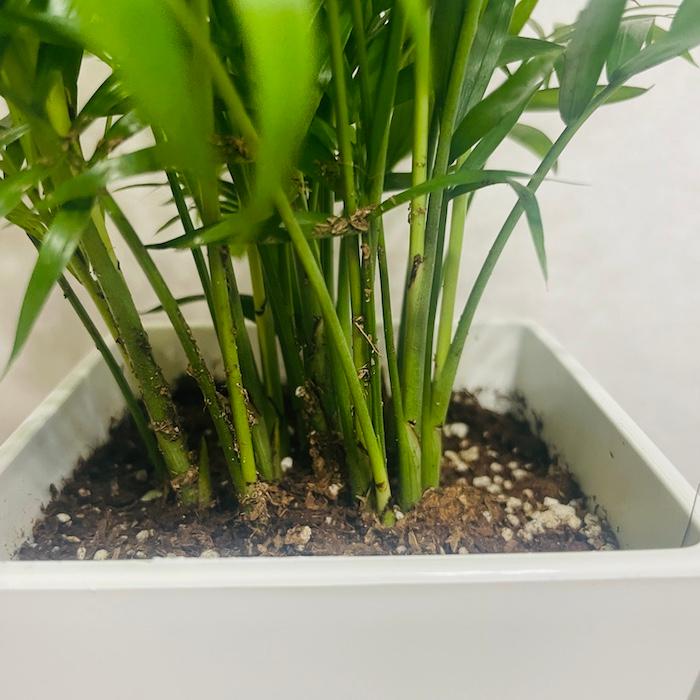 観葉植物 テーブルヤシ 4号鉢 おしゃれな室内インテリア チャメドレア 結婚祝い 新築祝い 部屋 リビング 玄関 ベランダ |  | 08