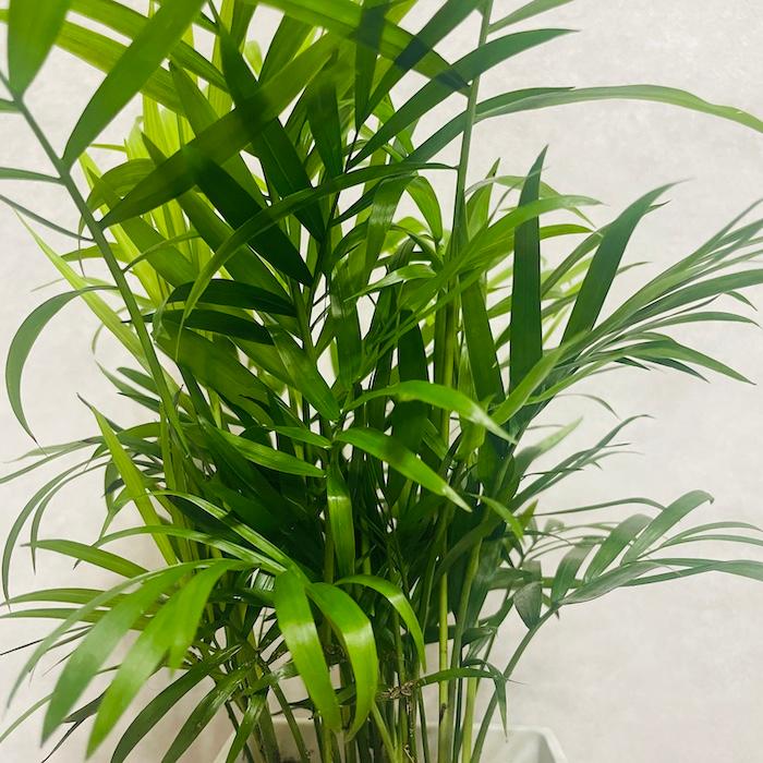 観葉植物 テーブルヤシ 4号鉢 おしゃれな室内インテリア チャメドレア 結婚祝い 新築祝い 部屋 リビング 玄関 ベランダ |  | 09