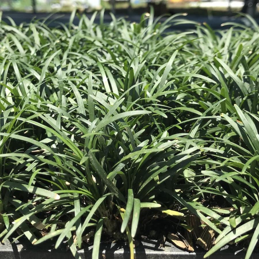 タマリュウ 玉竜 マットタイプ 60cm×30cm 5枚 約1平米 産地直送 グランドカバー 常緑 多年草 下草 地被植物 庭 |  | 02