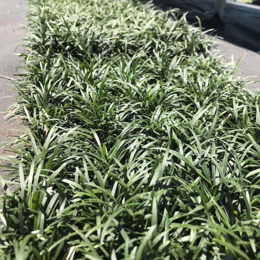 タマリュウ 玉竜 マットタイプ 60cm×30cm 5枚 約1平米 産地直送 グランドカバー 常緑 多年草 下草 地被植物 庭 |  | 03