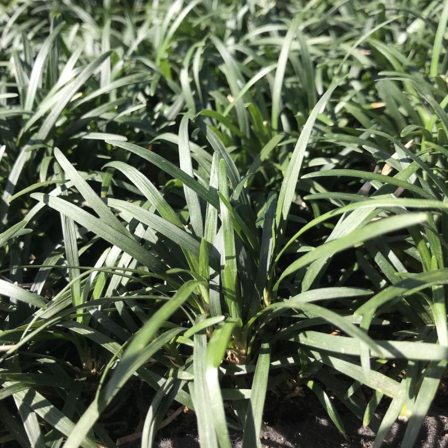 タマリュウ 玉竜 マットタイプ 60cm×30cm 5枚 約1平米 産地直送 グランドカバー 常緑 多年草 下草 地被植物 庭 |  | 04