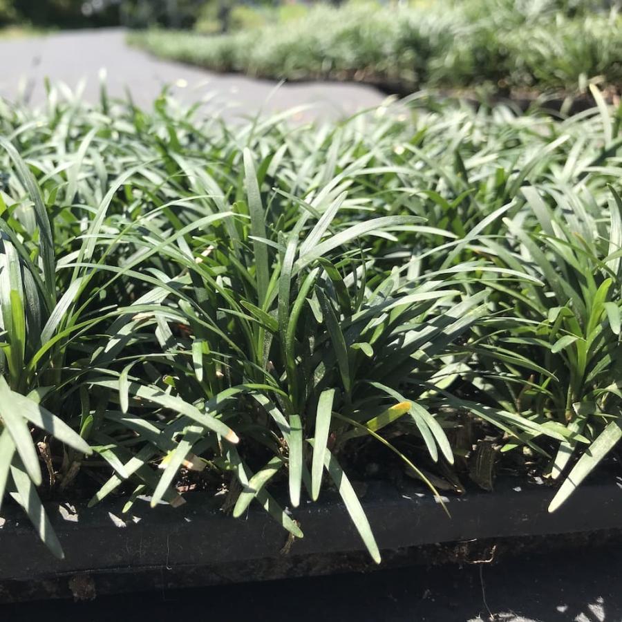 タマリュウ 玉竜 マットタイプ 60cm×30cm 5枚 約1平米 産地直送 グランドカバー 常緑 多年草 下草 地被植物 庭 |  | 06