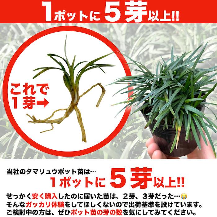 タマリュウ 玉竜 ポットタイプ 5芽立以上 400株 約4から16平米分 産地直送 グランドカバー 常緑多年草 下草 地被植物 |  | 01