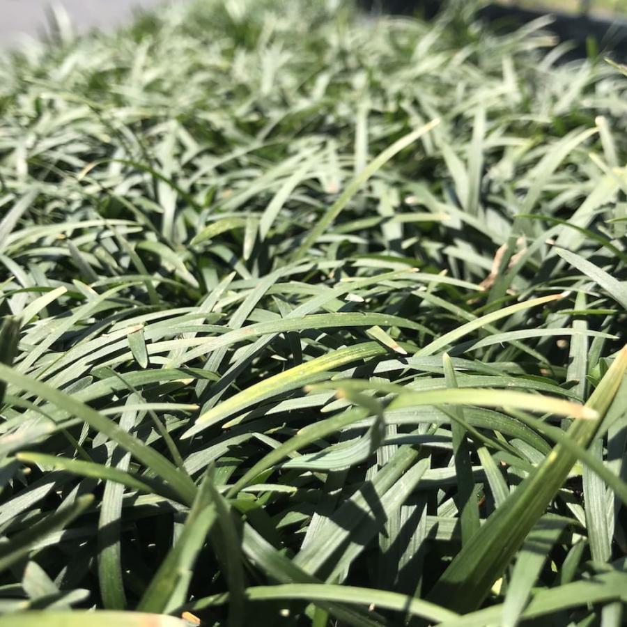 タマリュウ 玉竜 ポットタイプ 5芽立以上 800株 約8から32平米分 産地直送 グランドカバー 常緑多年草 下草 地被植物 |  | 02