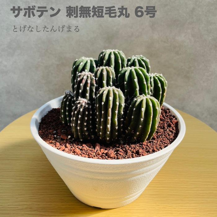現品 サボテン 刺無短毛丸 6号鉢 観葉植物 多肉植物 おしゃれで