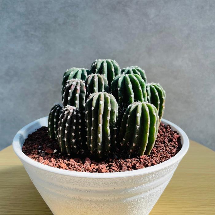 ソテツ 金鯱 うちわサボテン他 全てセット♪ ドライガーデンセット♪