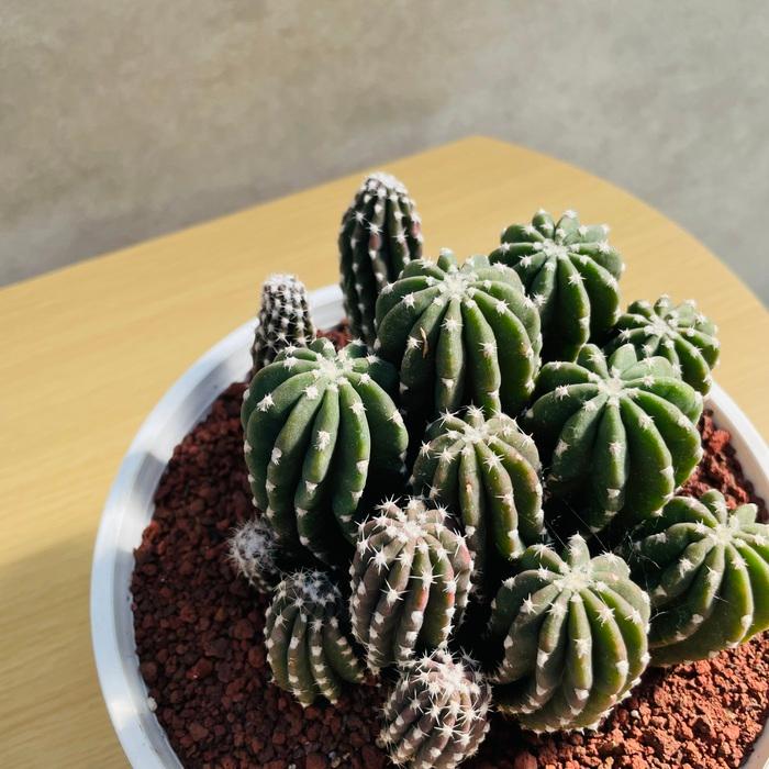 現品 サボテン 刺無短毛丸 6号鉢 観葉植物 多肉植物 おしゃれで