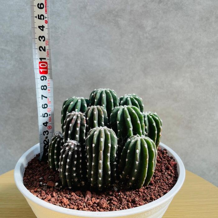 現品 サボテン 刺無短毛丸 6号鉢 観葉植物 多肉植物 おしゃれで