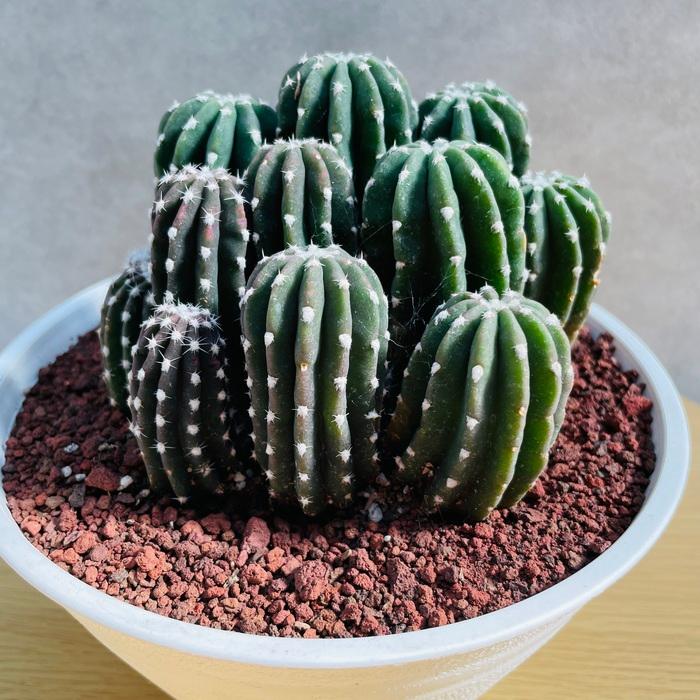 現品 サボテン 刺無短毛丸 6号鉢 観葉植物 多肉植物 おしゃれで