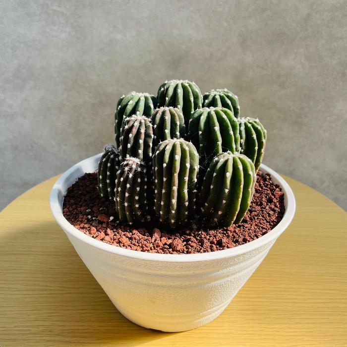 現品 サボテン 刺無短毛丸 6号鉢 観葉植物 多肉植物 おしゃれで