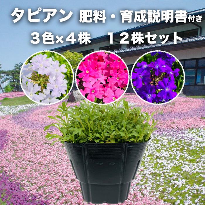 【レビュー特典】 タピアン 3品種×各4株 合計12株 9cmポット苗 肥料付 3号 バーベナ属 サントリーフラワーズ グランドカバー 常緑 多年草 宿根草 雑草対策 下草 | 