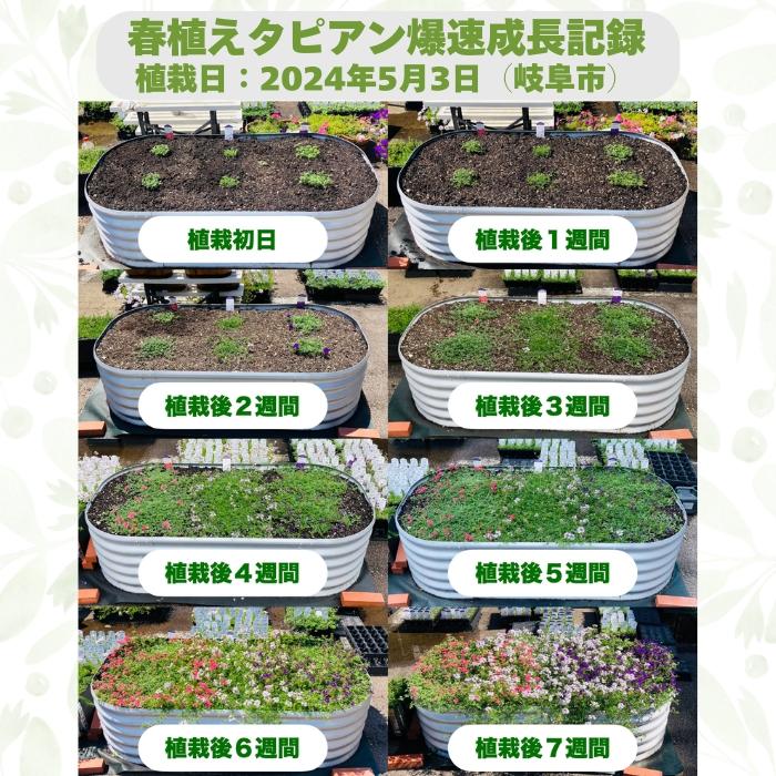 【レビュー特典】 タピアン 3品種×各4株 合計12株 9cmポット苗 肥料付 3号 バーベナ属 サントリーフラワーズ グランドカバー 常緑 多年草 宿根草 雑草対策 下草 |  | 01