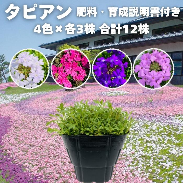 【レビュー特典】 タピアン 4品種×各3株 合計12株 9cmポット苗 肥料付 3号 バーベナ属 サントリーフラワーズ グランドカバー 常緑 多年草 宿根草 雑草対策 下草 | 