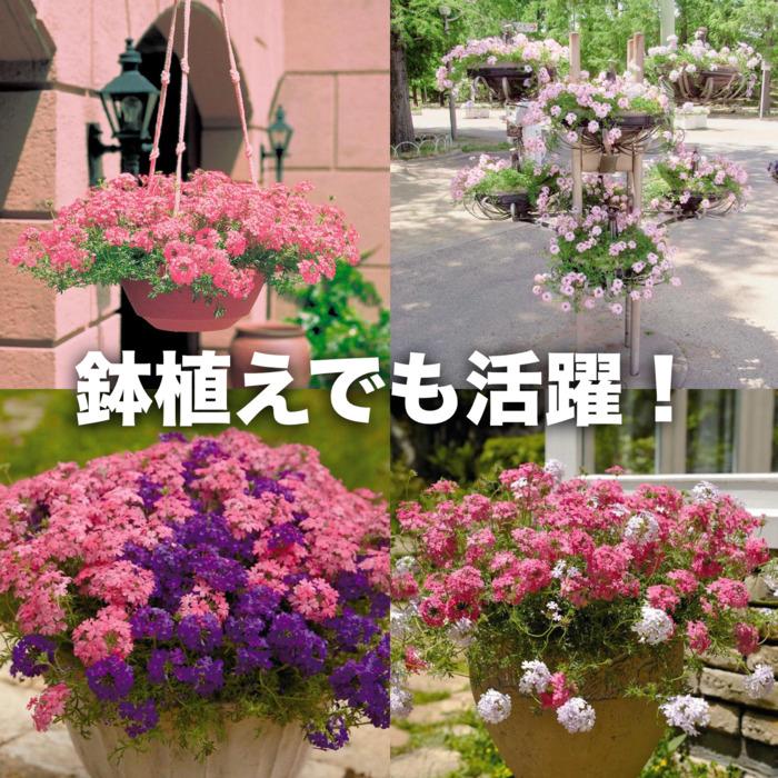 【レビュー特典】 タピアン 4品種×各6株 合計24株 9cmポット苗 肥料付 3号 バーベナ属 サントリーフラワーズ グランドカバー 常緑 多年草 宿根草 雑草対策 下草 |  | 14