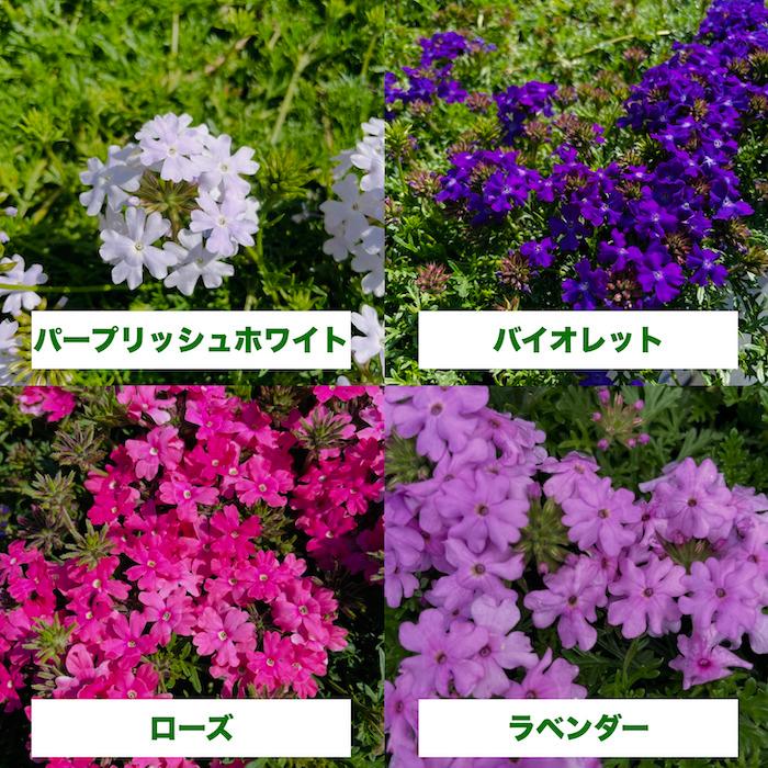 【レビュー特典】 タピアン 4品種×各6株 合計24株 9cmポット苗 肥料付 3号 バーベナ属 サントリーフラワーズ グランドカバー 常緑 多年草 宿根草 雑草対策 下草 |  | 02