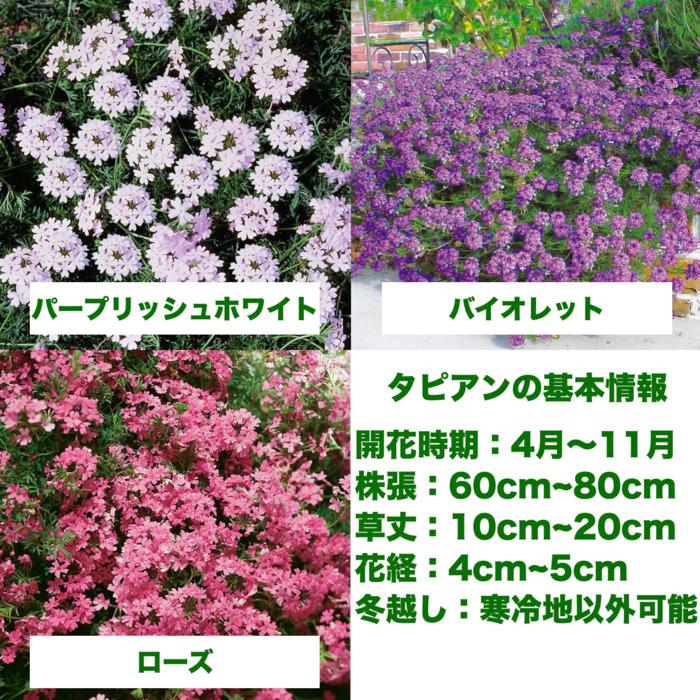 【レビュー特典】 タピアン 3品種 合計48株 9cmポット苗 肥料付 3号 バーベナ属 サントリーフラワーズ グランドカバー 常緑 多年草 宿根草 雑草対策 下草 |  | 10