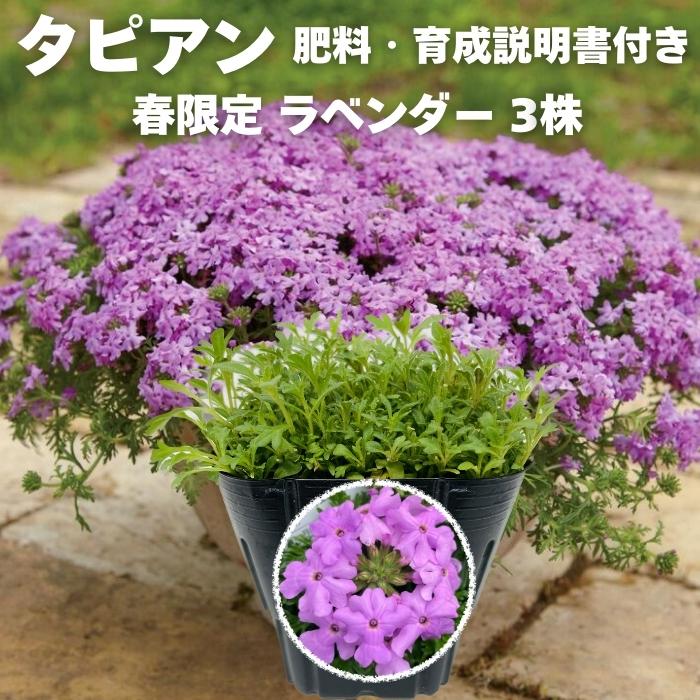 レビュー特典】 タピアン ラベンダー 3株 肥料付き 薄紫品種 9cmポット