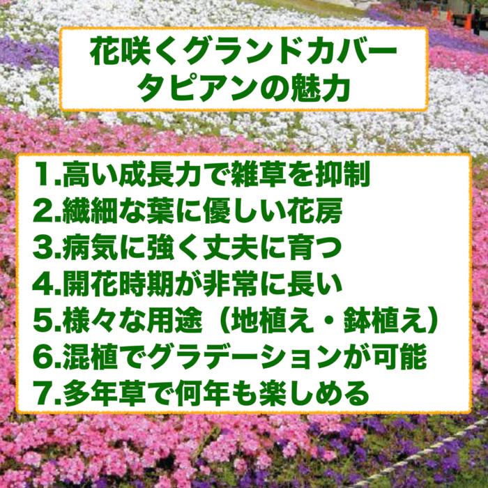 【レビュー特典】 タピアン パープリッシュホワイト 48株 9cmポット苗 肥料付 3号 白品種 バーベナ属 サントリーフラワーズ グランドカバー 常緑 多年草 宿根草 |  | 06