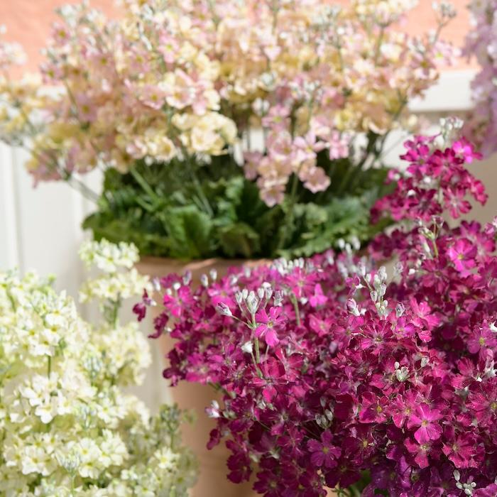 花苗 ウインティー 4品種×1株 Bセット 3.5号 花の苗 サントリー