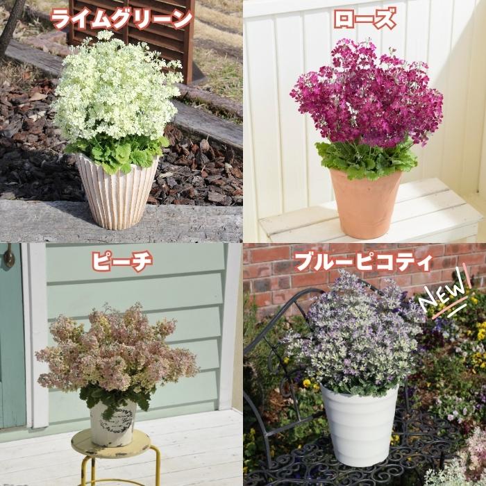 花苗 ウインティー 4品種×1株 Bセット 3.5号 花の苗 サントリー