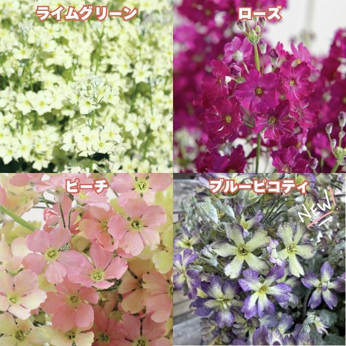 花苗 ウインティー 4品種×1株 Bセット 3.5号 花の苗 サントリー