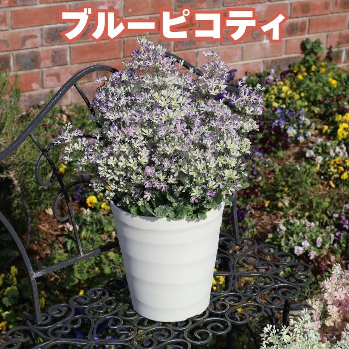 花苗 ウインティー 4品種×1株 Bセット 3.5号 花の苗 サントリー