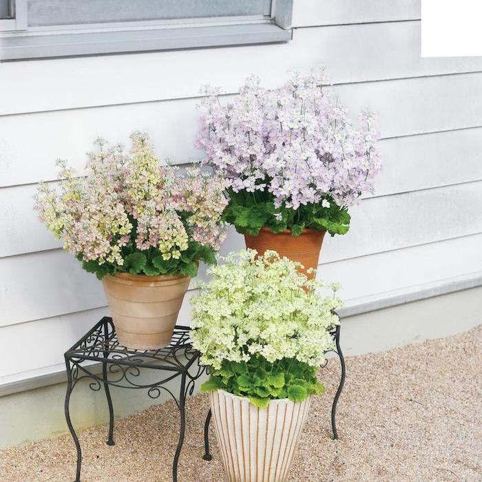 花苗 ウインティー サクラ 1株 3.5号 花の苗 サントリーフラワーズ