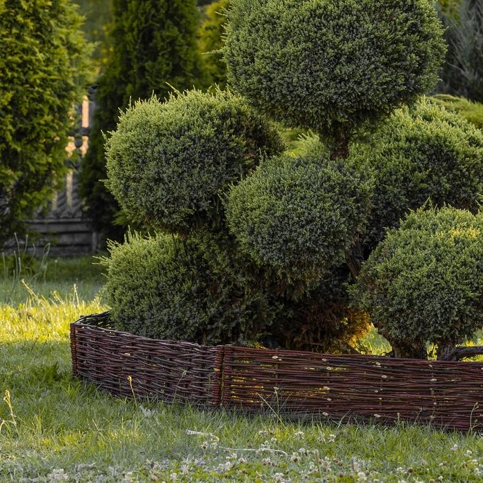 柳のローフェンス 高さ20cm 長さ1.2m 天然素材 おしゃれなローフェンス 囲い イングリッシュガーデン ガーデンフェンス ミニフェンス |  | 04