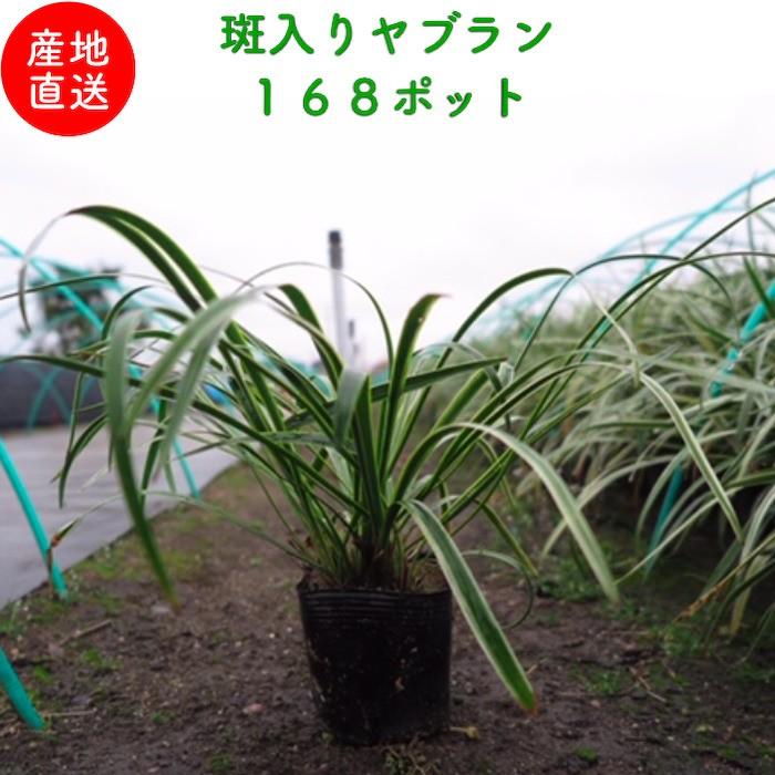 斑入りヤブラン 10.5cmポット 苗 168株 グランドカバー 常緑多年草 やぶらん フイリヤブラン 下草 植木 庭木 斑入り種 | 