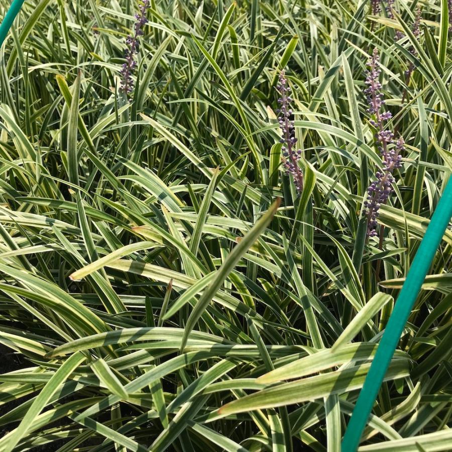 斑入りヤブラン 10.5cmポット 苗 168株 グランドカバー 常緑多年草 やぶらん フイリヤブラン 下草 植木 庭木 斑入り種 |  | 10