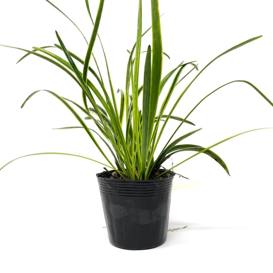 斑入りヤブラン 10.5cmポット 苗 200株 グランドカバー 常緑多年草