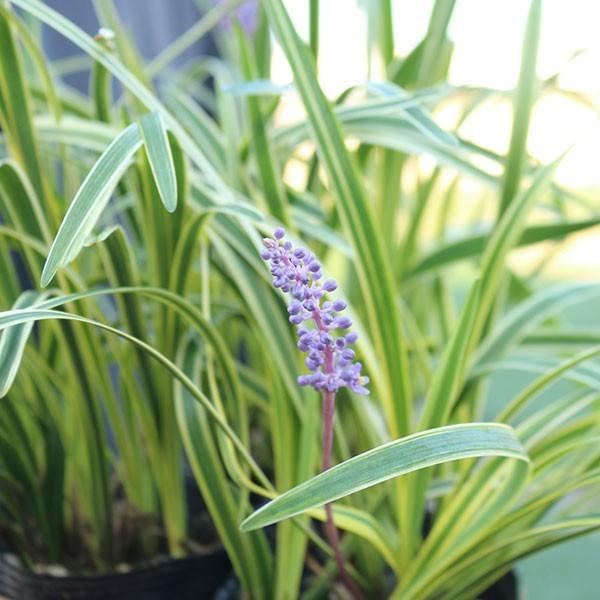 斑入りヤブラン 10.5cmポット 苗 40株 グランドカバー 常緑多年草 やぶらん フイリヤブラン 下草 植木 庭木 斑入り種 |  | 01