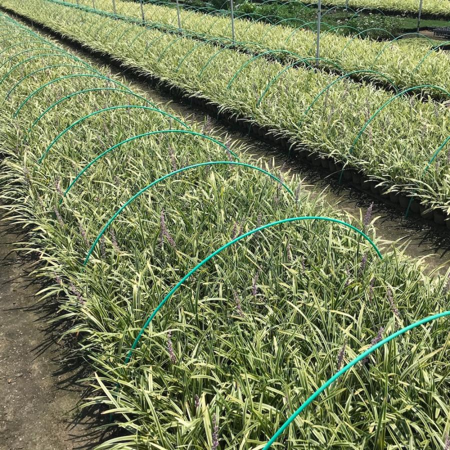 斑入りヤブラン 10.5cmポット 苗 40株 グランドカバー 常緑多年草 やぶらん フイリヤブラン 下草 植木 庭木 斑入り種 |  | 09