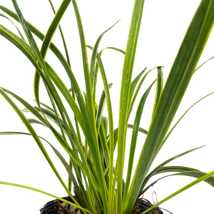 斑入りヤブラン 10.5cmポット 苗 40株 グランドカバー 常緑多年草 やぶらん フイリヤブラン 下草 植木 庭木 斑入り種 |  | 04